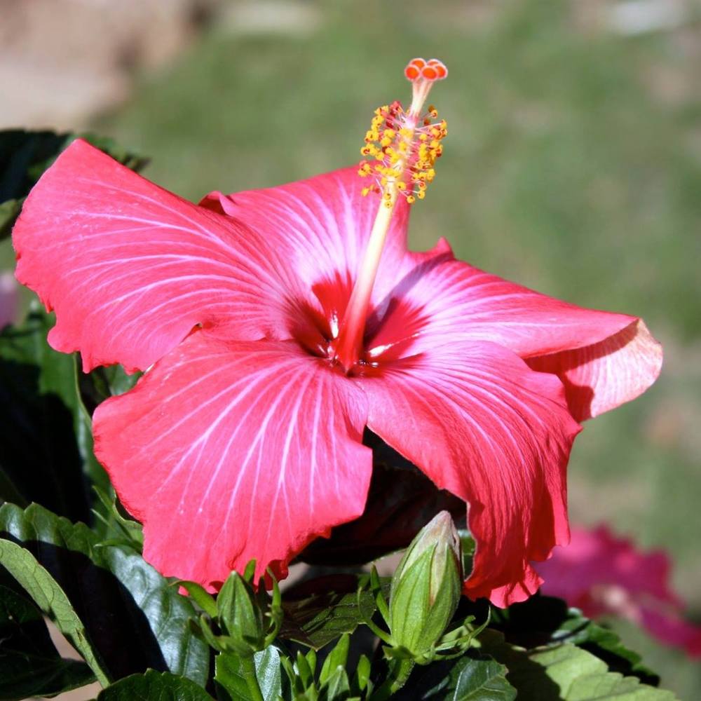 Meet your Posher, Diana